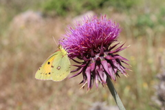 Carduus macrocephalus