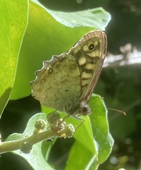 Pararge aegeria