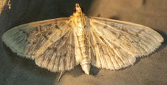 Herpetogramma aquilonalis