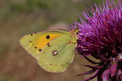 Carduus macrocephalus