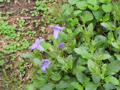 Ruellia nudiflora