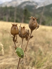 Chlorochroa