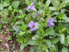 Ruellia nudiflora