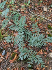 Tephrosia virginiana