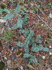 Tephrosia virginiana
