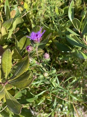 Liatris novae-angliae