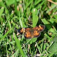Phyciodes cocyta