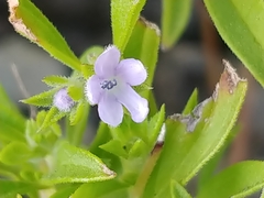 Trichostema brachiatum