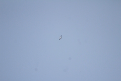 Elanoides forficatus