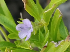 Trichostema brachiatum