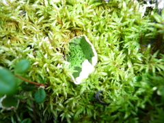 Peltigeraceae
