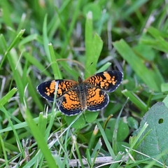Phyciodes cocyta