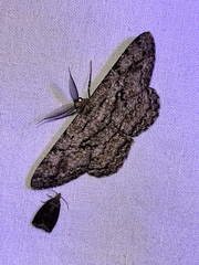 Cleorodes lichenaria