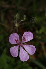 Erodium battandieranum
