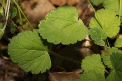 Erodium battandieranum