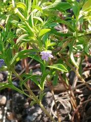 Trichostema brachiatum