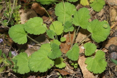 Erodium battandieranum