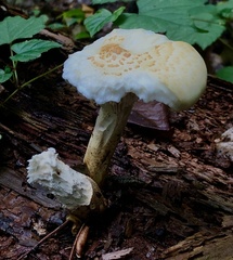 Neolentinus lepideus