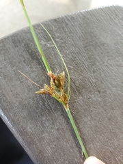 Fimbristylis dichotoma