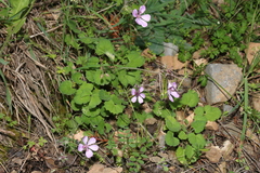 Erodium battandieranum