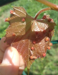 Daktulosphaira vitifoliae