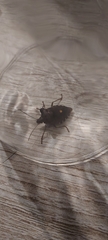 Pentatoma rufipes