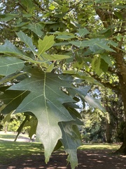 Quercus