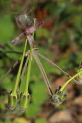Erodium battandieranum