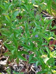 Trichostema brachiatum