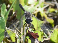 Sympetrum danae