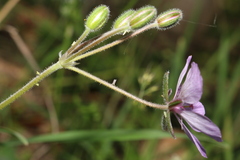 Erodium battandieranum