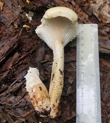 Neolentinus lepideus