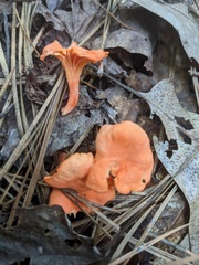 Cantharellus cinnabarinus