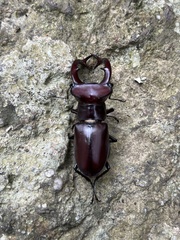 Lucanus elaphus