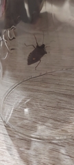 Pentatoma rufipes
