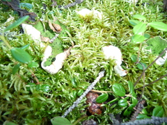Peltigera britannica