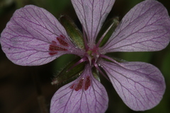 Erodium battandieranum