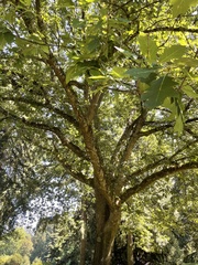 Quercus