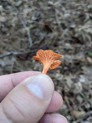 Cantharellus cinnabarinus