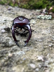 Lucanus elaphus