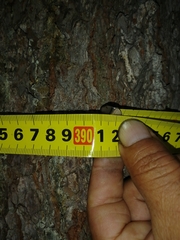 Pinus sibirica