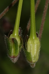 Erodium battandieranum