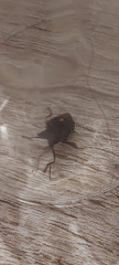 Pentatoma rufipes