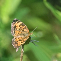 Phyciodes cocyta