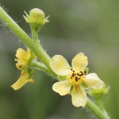 Agrimonia eupatoria
