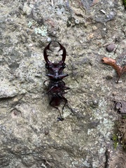 Lucanus elaphus