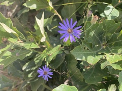 Symphyotrichum laeve