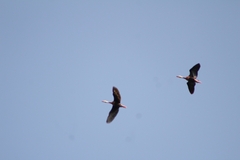 Dendrocygna autumnalis