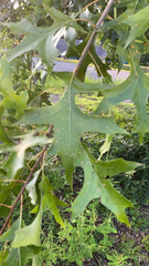 Quercus palustris