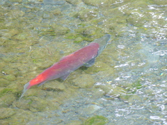 Oncorhynchus nerka